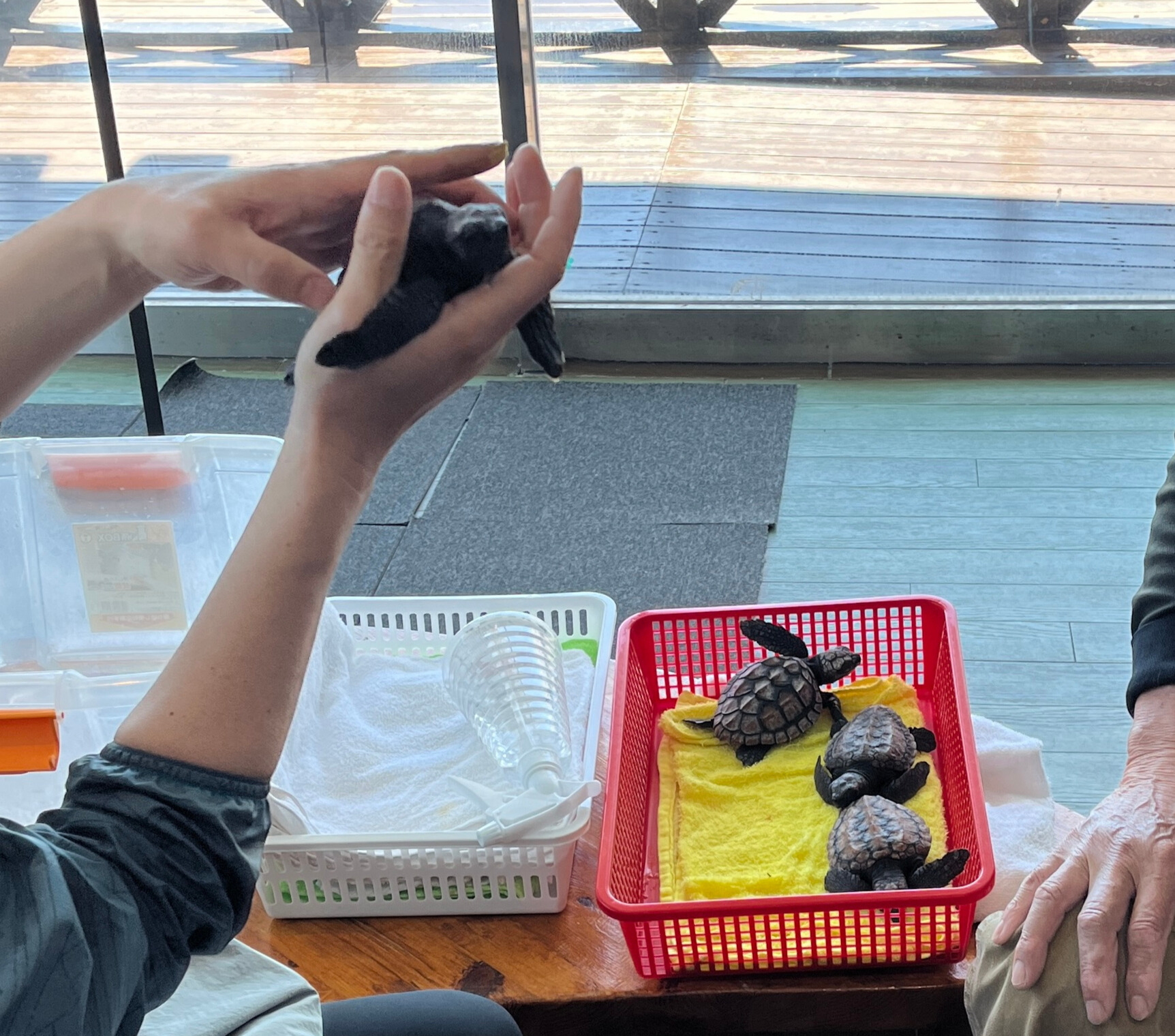 ウミガメとふれあえる！串本海中公園の貴重な体験で家族も大興奮