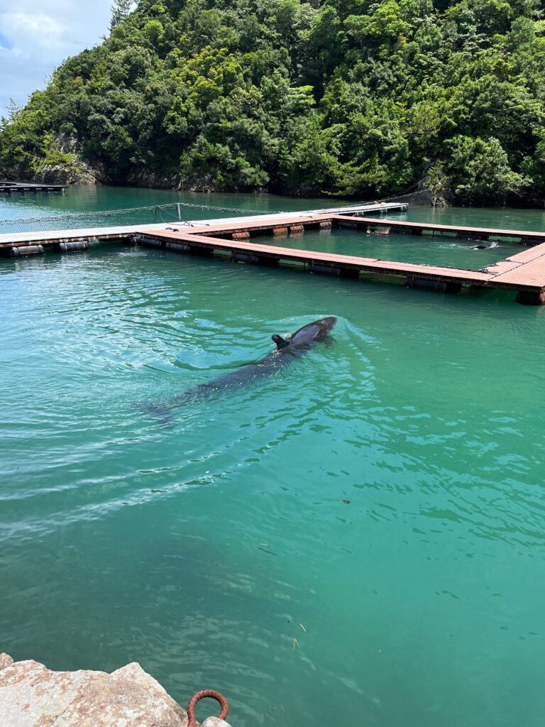 気持ちよさそうに泳ぐクジラ