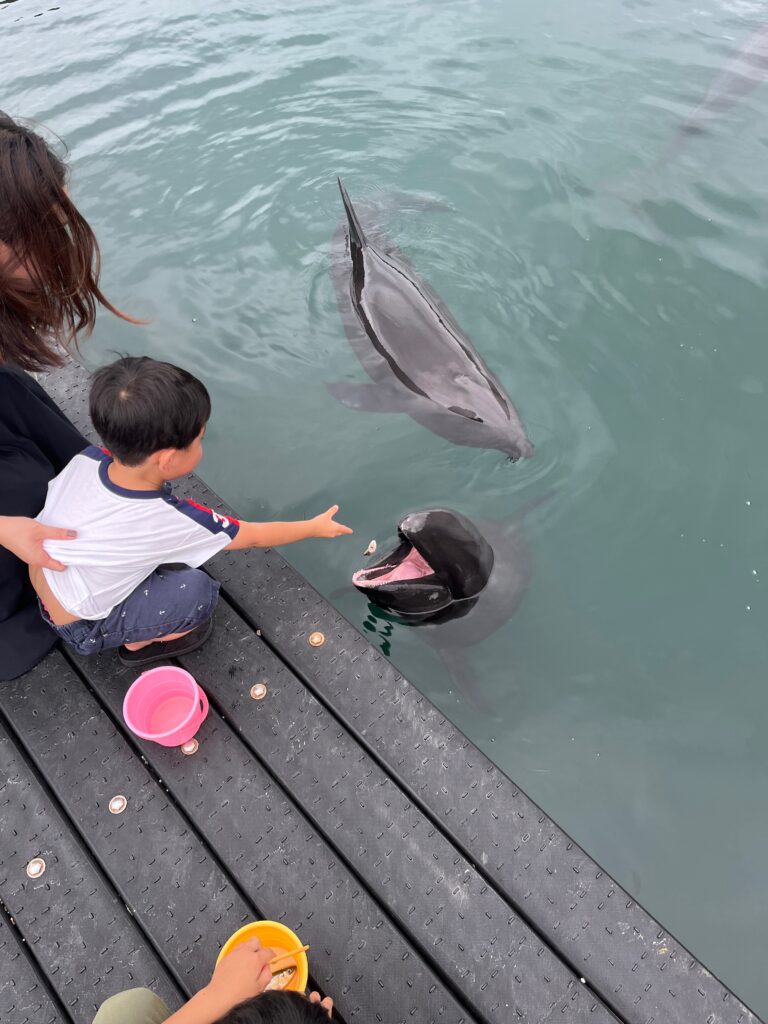 クジラへ餌あげ