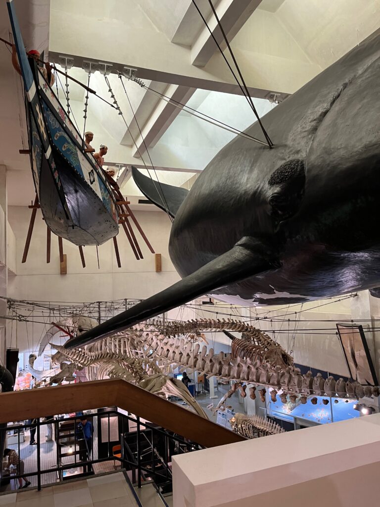 博物館の展示