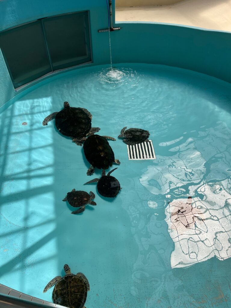ウミガメの様子
