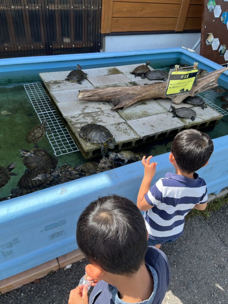 ミドリガメへの餌やり