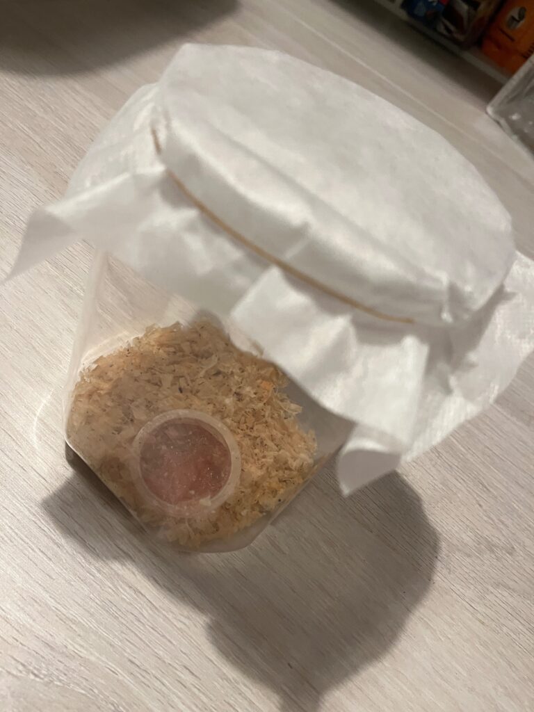 完成した昆虫観察用ケース