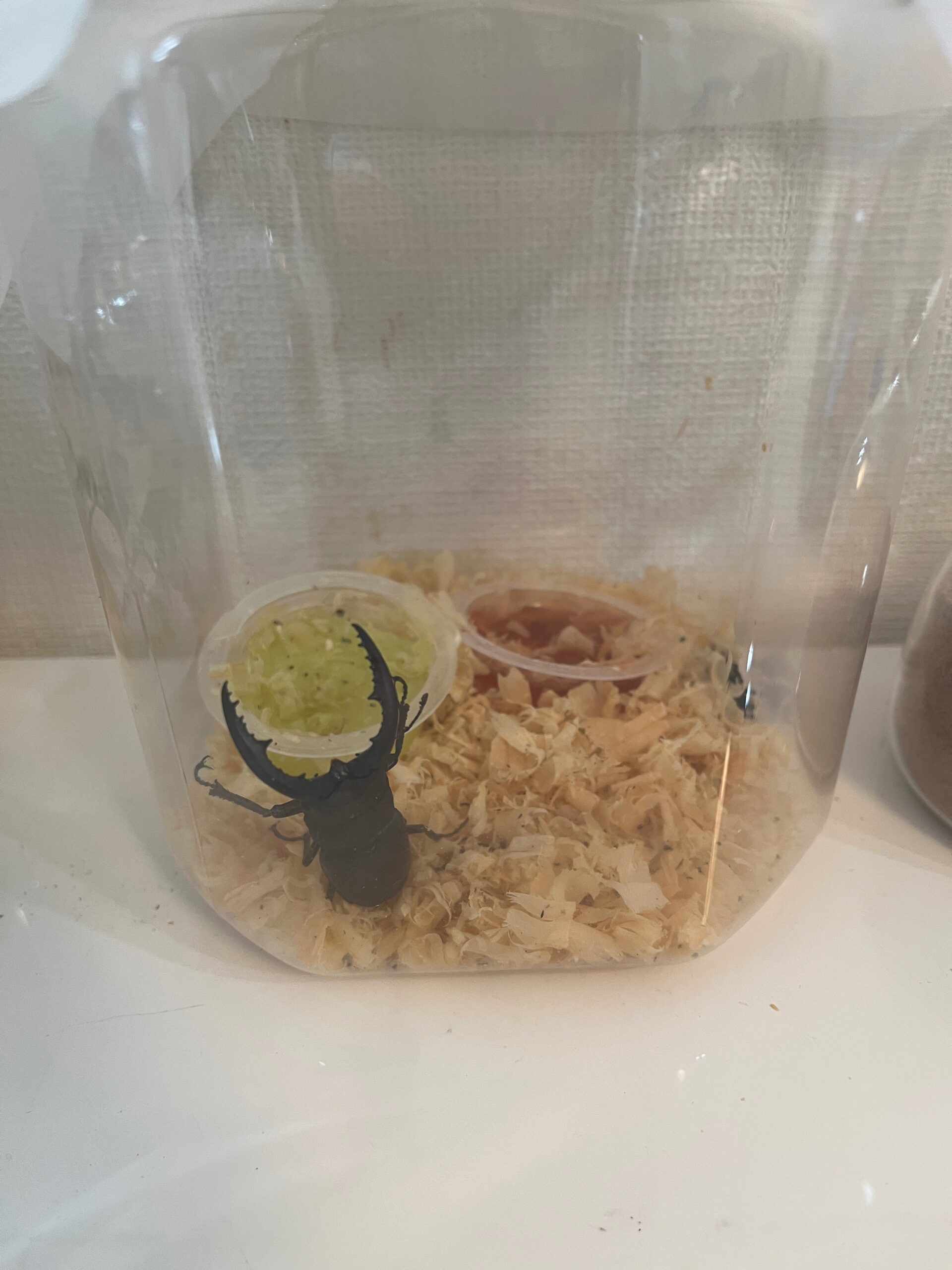 クワガタ脱走！見つけ方と再発防止の体験談【子供と夏休み観察】