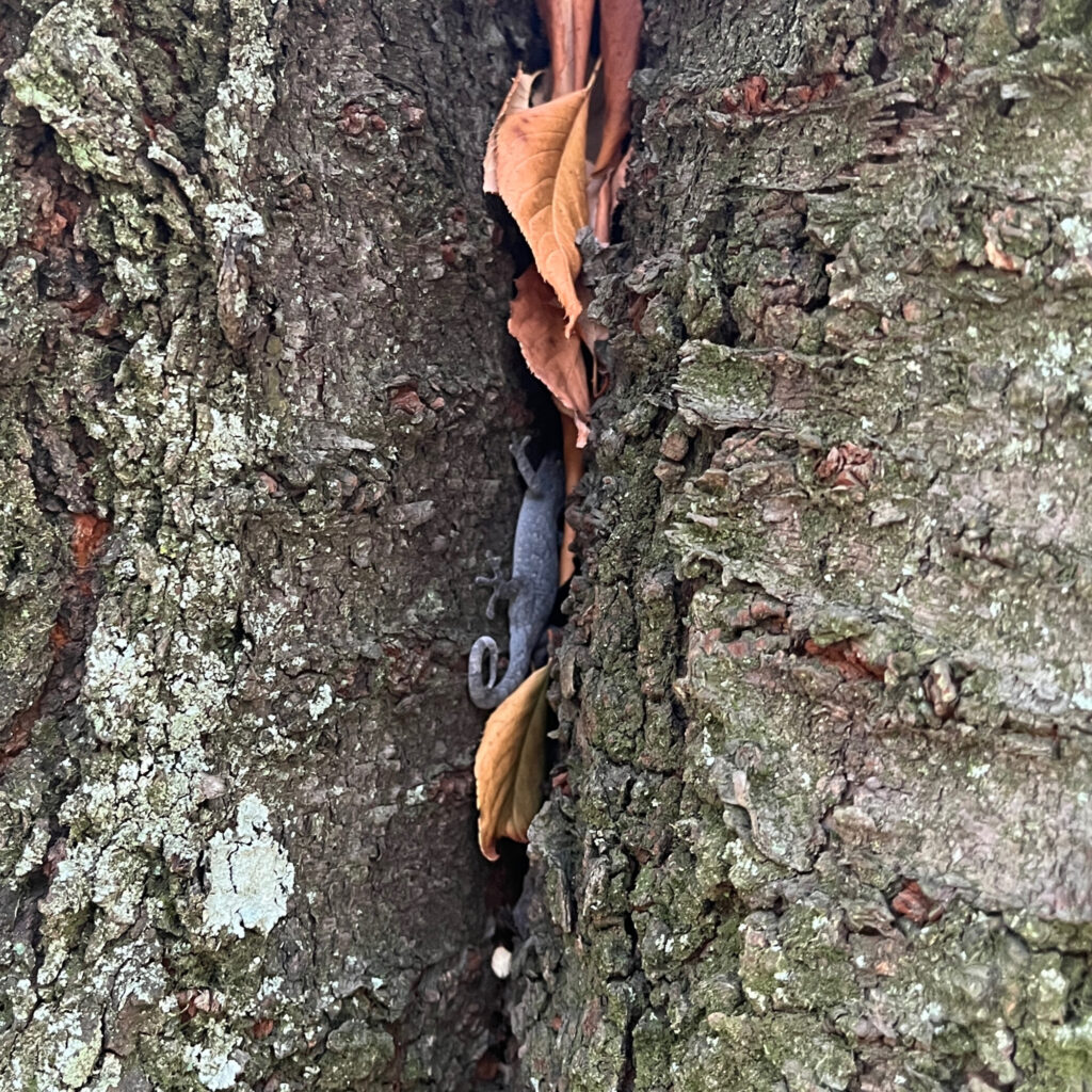 木の隙間に隠れていたトカゲちゃん