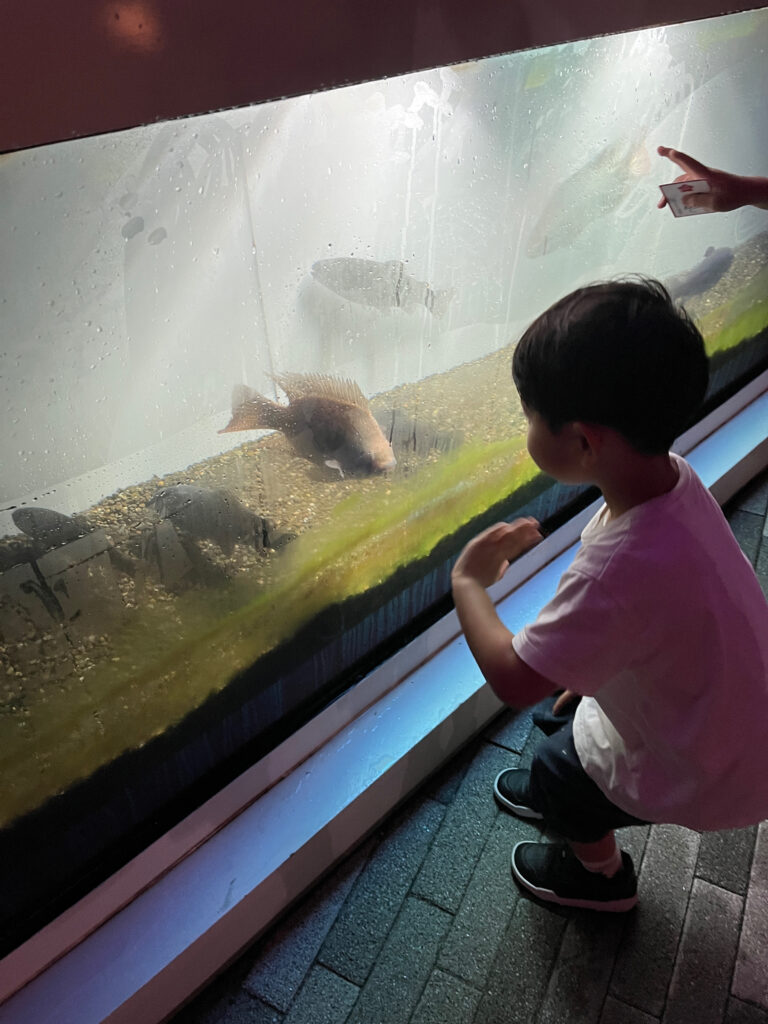 水槽のお魚を楽しそうに眺める息子