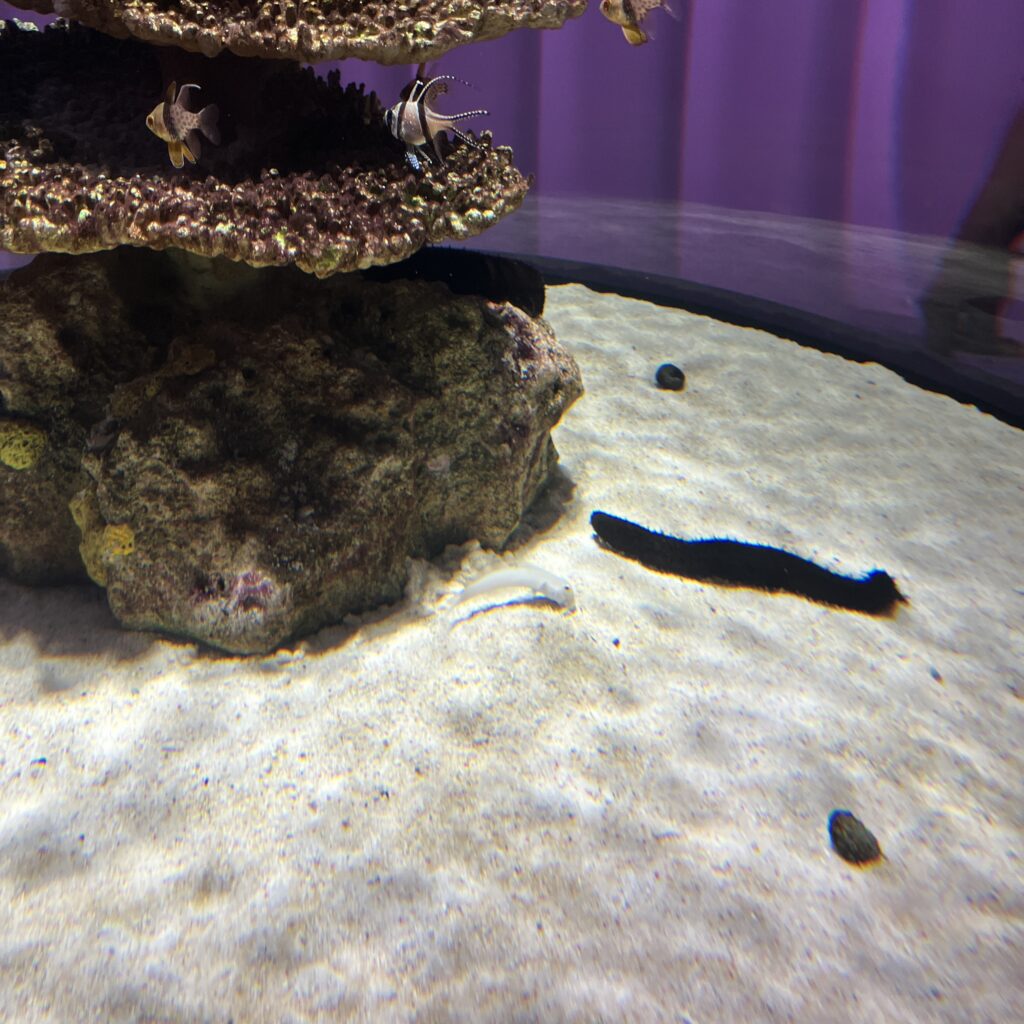 楽しそうに泳ぐ綺麗な魚