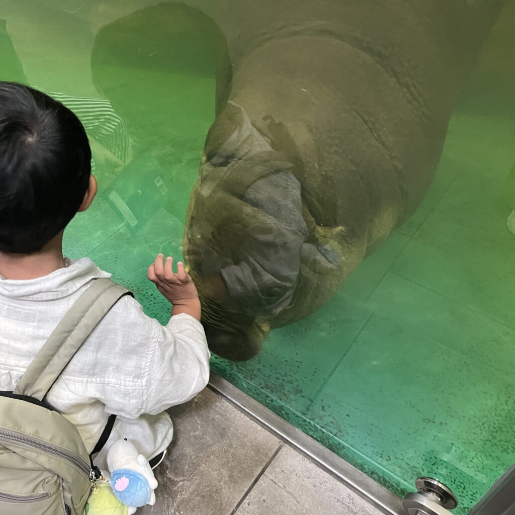 可愛いミニカバちゃん