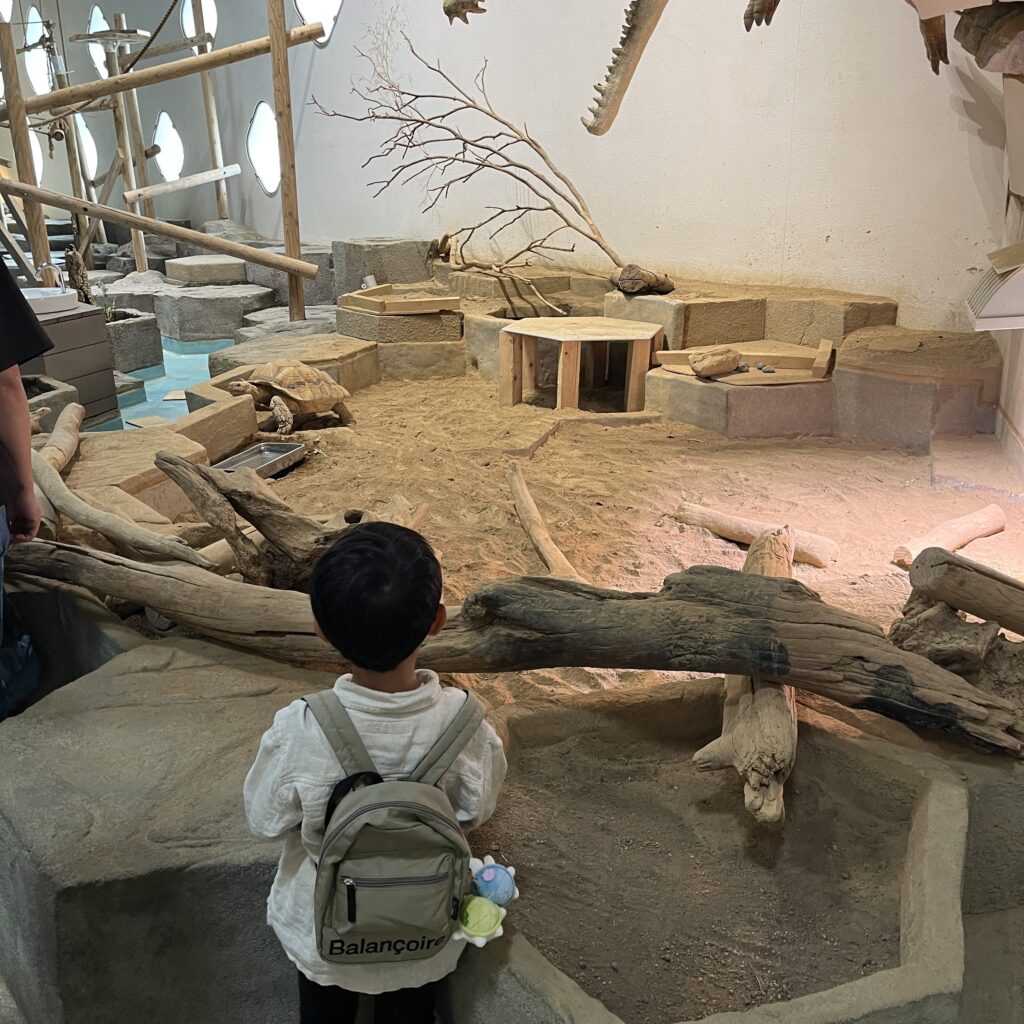 迫力満点のリクガメ