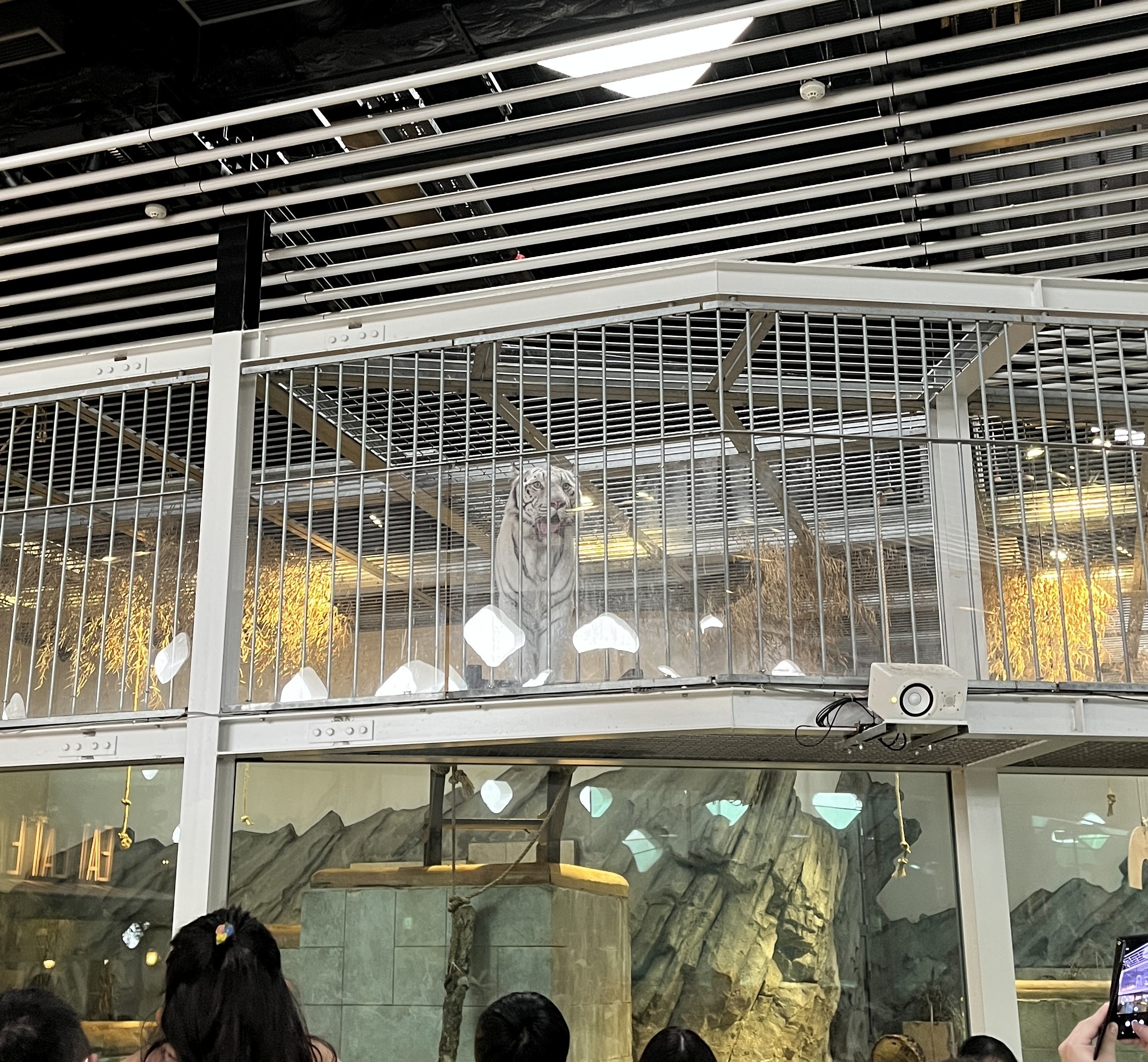 勇ましいタイガーのサービスショット