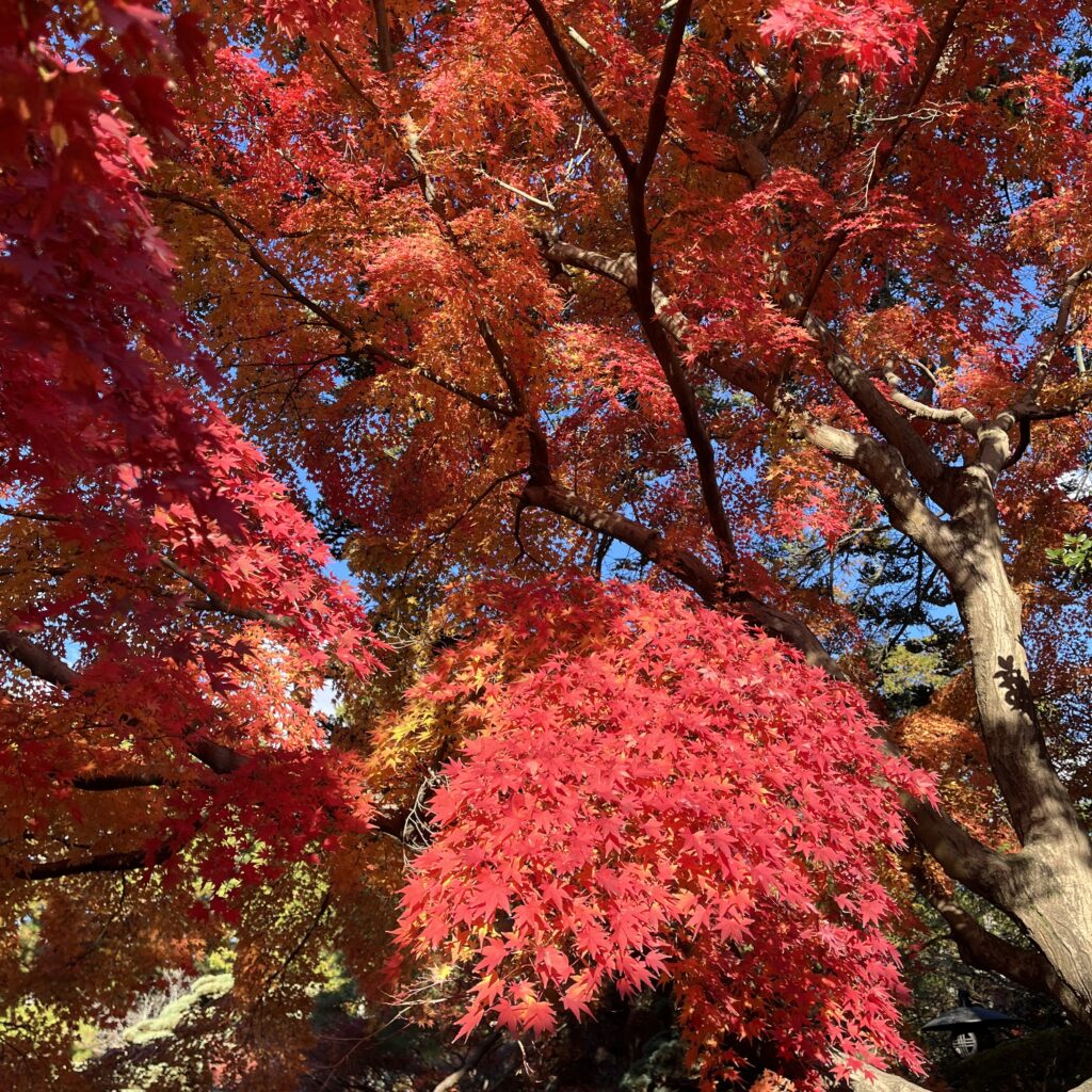 綺麗なモミジの紅葉