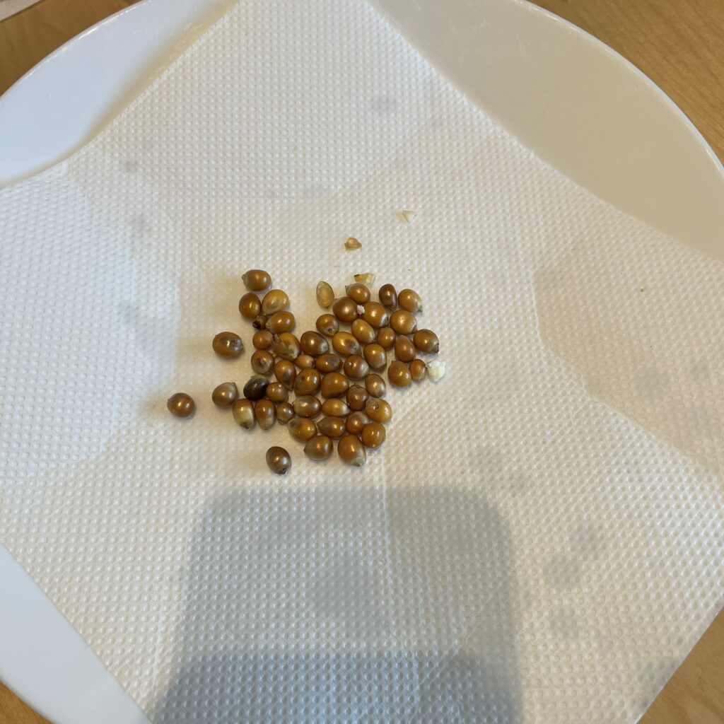 さく裂しなかった種