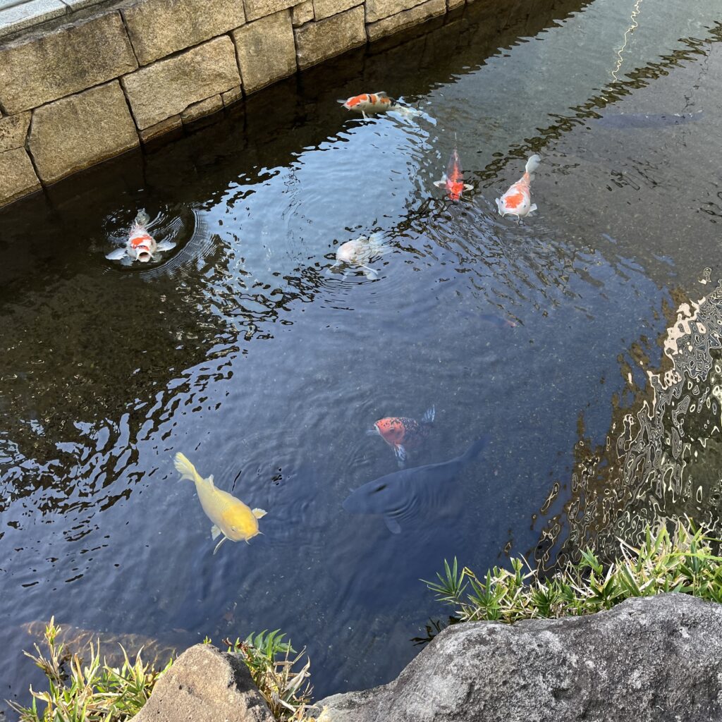 気持ちよさそうに泳ぐ鯉たち