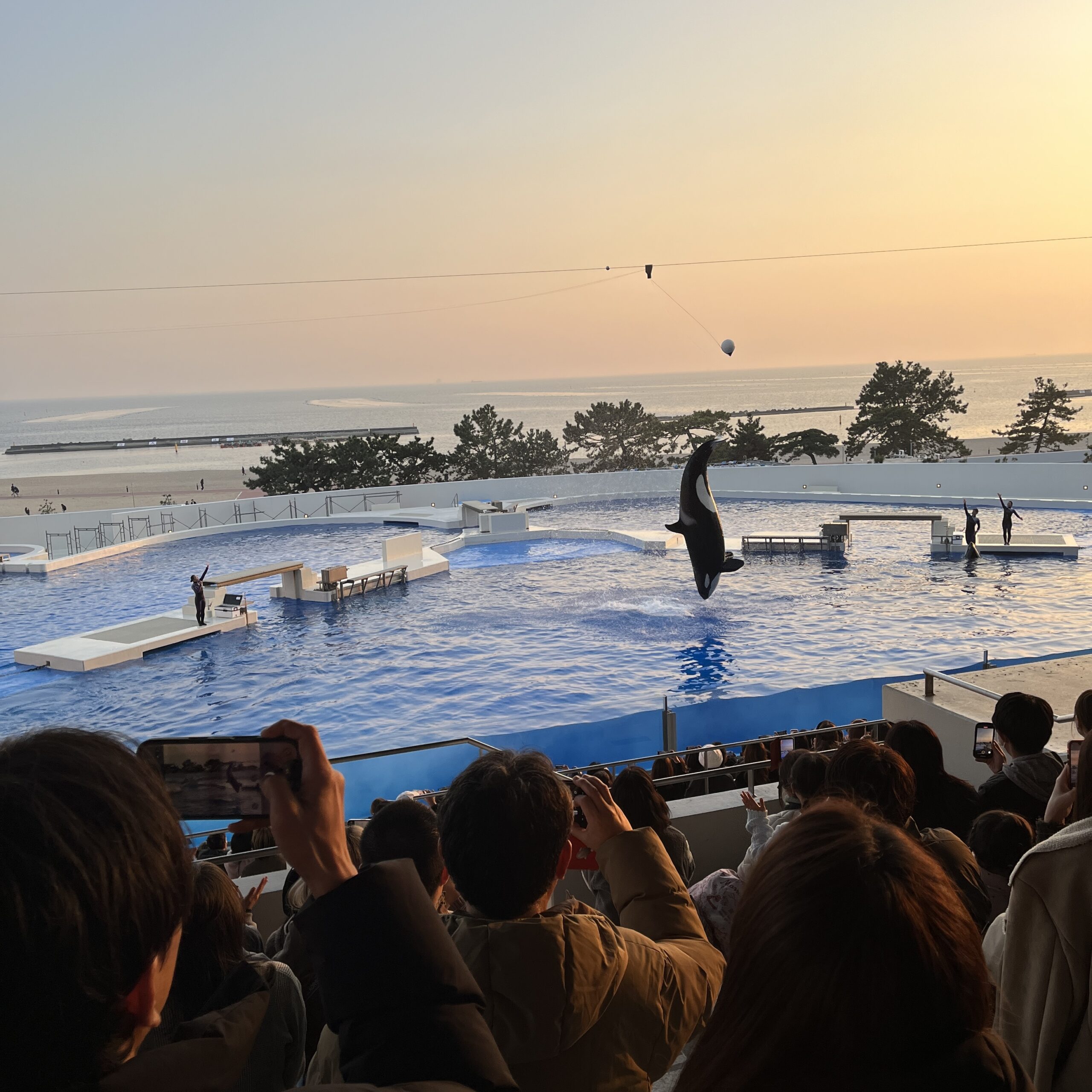 夕方の神戸須磨シーワールドで行われるシャチショーの様子。ジャンプするシャチと観客席が写る迫力あるシーン