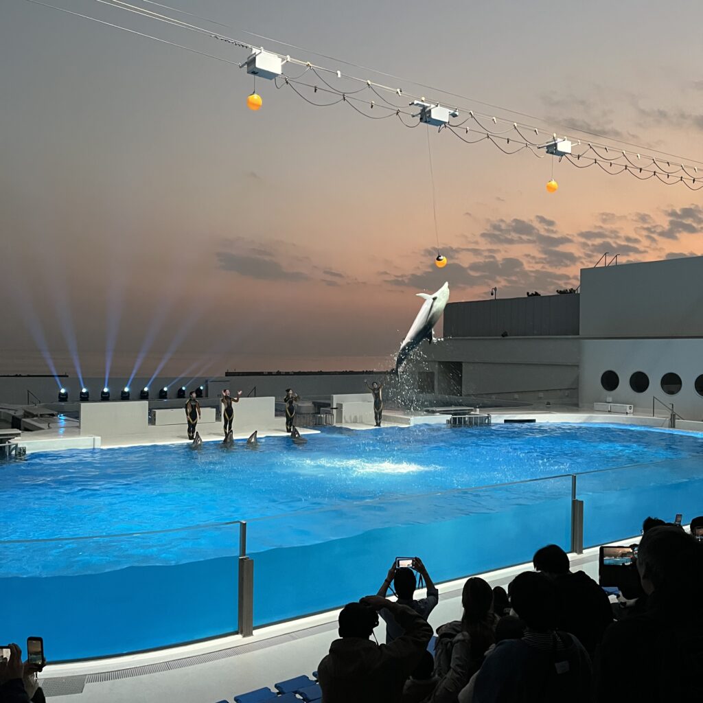 イルカのショー