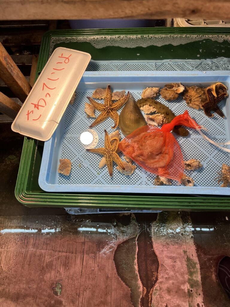 海の生き物たち