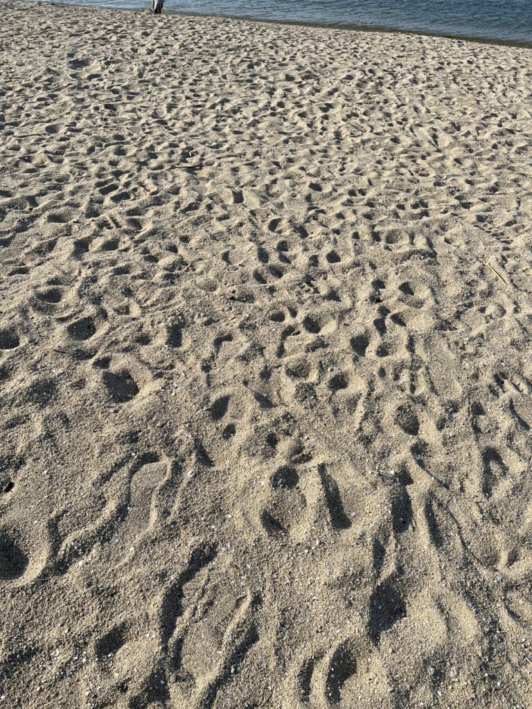 綺麗な砂浜